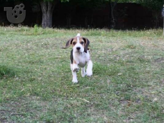 Διαθέσιμα όμορφα κουτάβια Beagle